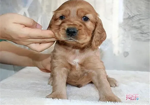 可卡犬|可卡犬最近两天老呕吐是什么情况