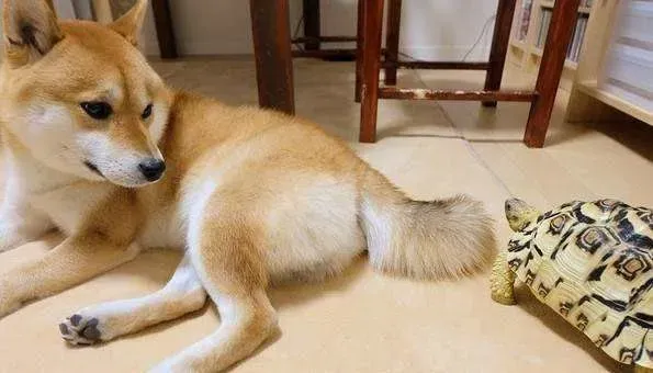 小豆柴犬好养吗 小豆柴犬的饲养方法没想到这么简单 | 柴犬