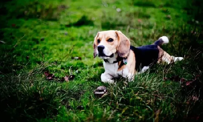 比格犬|我家比格犬喝牛奶后吐了，没食欲是怎么了