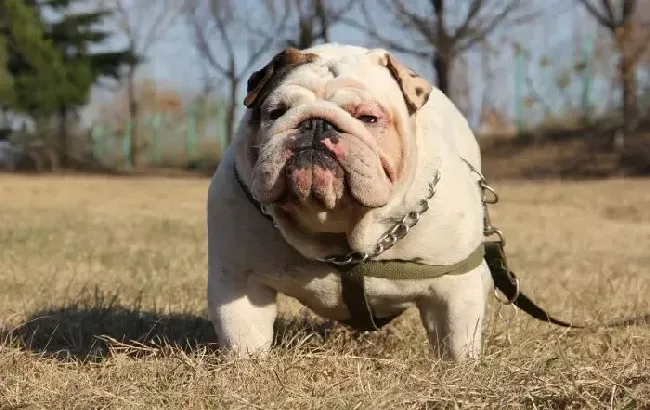 英国斗牛犬|给斗牛犬减肥的最佳途径