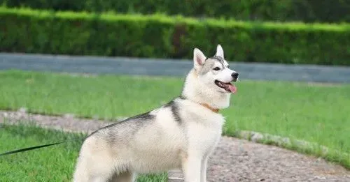 狗狗健康的表现 详解狗狗健康检查的项目 | 狗狗