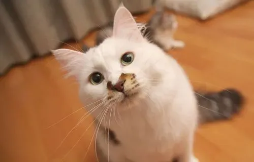 猫能吃的东西 哪些食物不能随意给它吃 | 猫