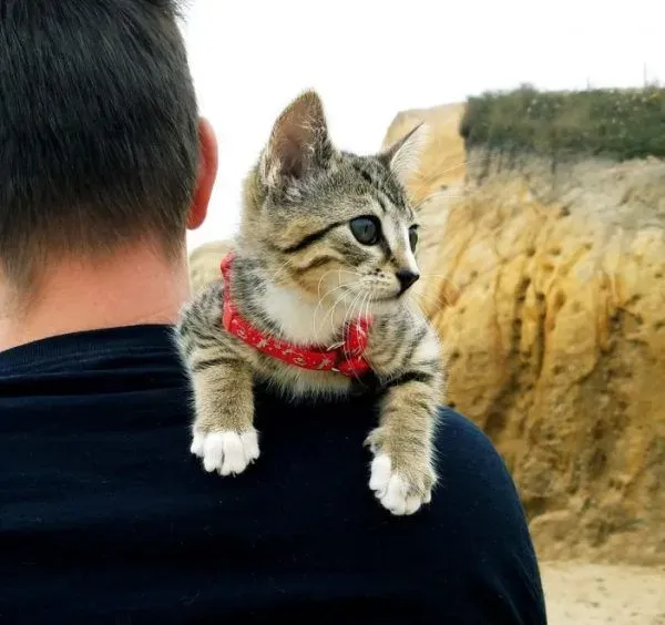 超可爱喵星人 自己选猫奴不惜半夜闯进帐篷 | 猫
