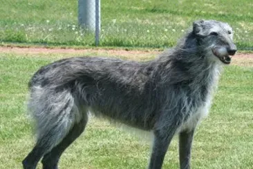 苏格兰猎鹿犬的寿命 大概在10年左右 | 苏格兰猎鹿犬