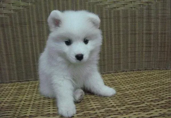 银狐犬|如何治疗银狐犬嘴边的真菌