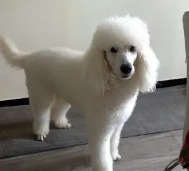 迷你贵宾犬能长多大 是一种忠实的犬种 | 贵宾犬