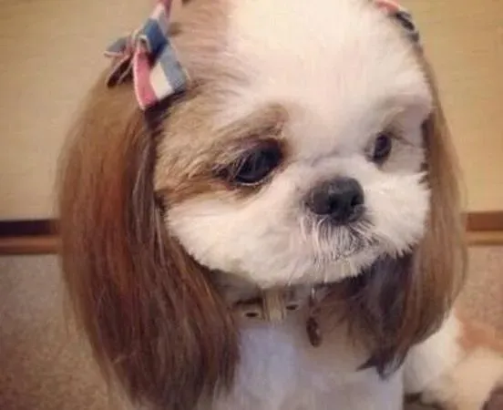 西施犬|西施犬的预防针疑问整理（下）