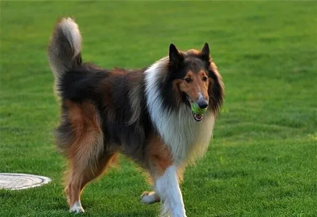 苏格兰牧羊犬会掉毛吗 苏牧掉毛的原因 | 苏格兰牧羊犬