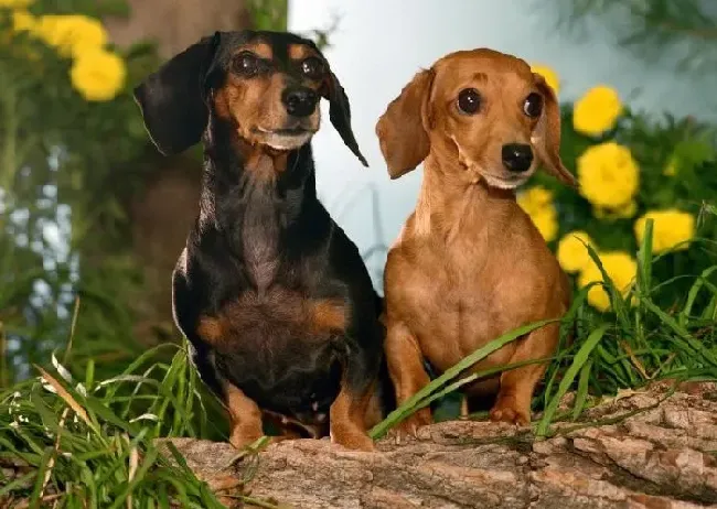腊肠犬|深度解析腊肠犬扑人原因与改正方法