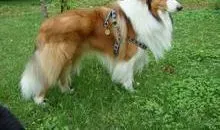 苏格兰牧羊犬|苏格兰牧羊犬肠胃不好频繁呕吐怎么办