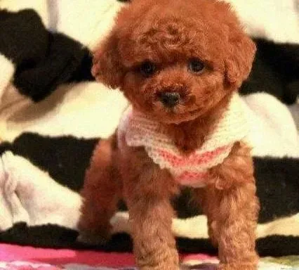 泰迪犬|掌握护理泰迪犬毛发的五大招数 打造完美靓仔模样