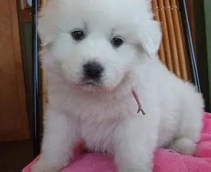 大白熊犬|与大白熊犬一起旅游要做到哪些方面
