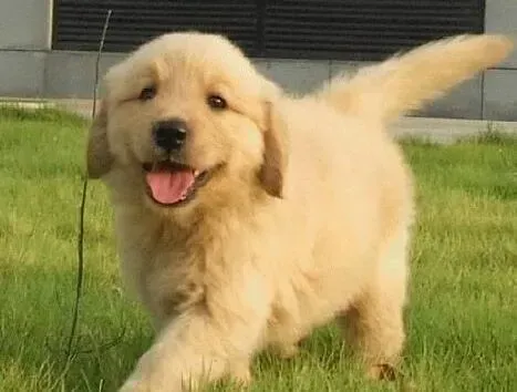 金毛|金毛犬最喜欢吃的食物有哪些