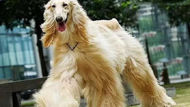 阿富汗猎犬|喂养阿富汗猎犬须知 阿富汗猎犬所需要的营养