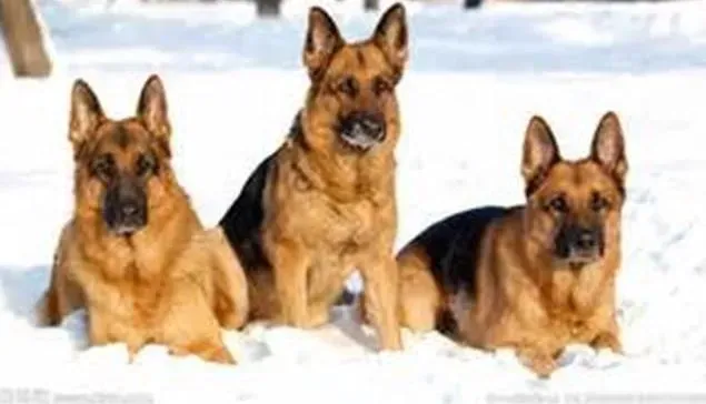 德国牧羊犬|健康无小事 饲养德国牧羊犬需要注意的问题