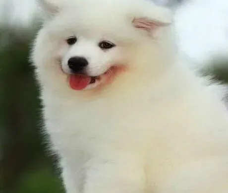 萨摩耶|萨摩耶幼犬的排泄训练和教育工作怎样做