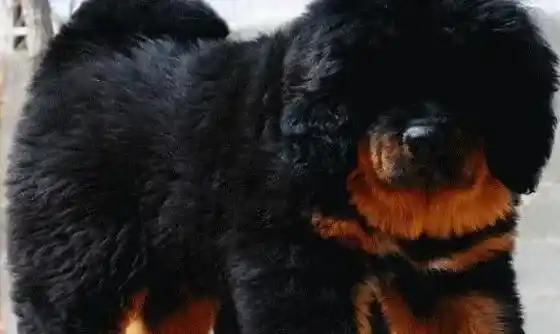 藏獒|藏獒夏季不安隐患之空调病