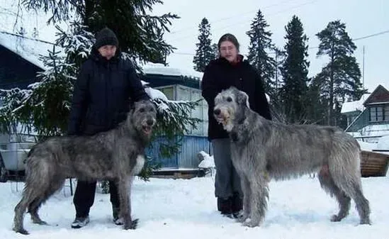爱尔兰猎狼犬护主吗 是优秀的守门犬 | 爱尔兰猎狼犬