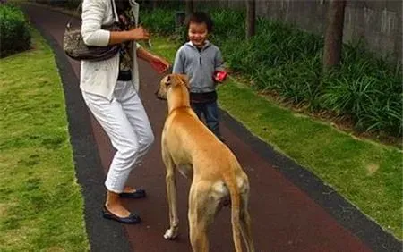 灵缇犬的介绍 标准灵缇犬的外表特征 | 灵缇犬