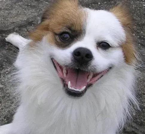 蝴蝶犬|训练宝典 年幼的蝴蝶犬如何学会文明如厕