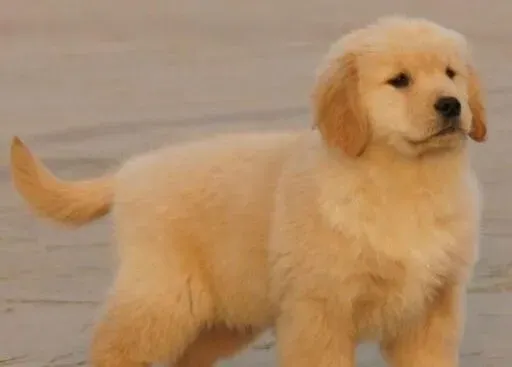 金毛|喂养金毛犬最不可缺少七大营养物质