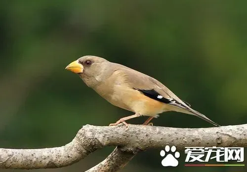 蜡嘴雀寿命 家养的蜡嘴雀寿命5到10年左右 | 蜡嘴雀