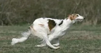 苏俄猎狼犬特点 苏俄猎狼犬的性情特点 | 苏俄猎狼犬