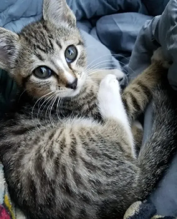 超可爱喵星人 自己选猫奴不惜半夜闯进帐篷 | 猫