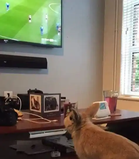 对动物无感外国男子 被温柔兔子暖化为粉丝 | 兔