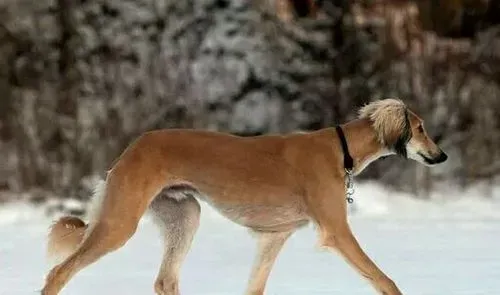 萨路基猎犬的智商 萨路基猎犬聪明伶俐 | 萨路基