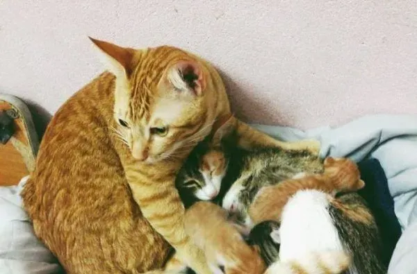 模范猫爸全程陪产还帮忙带小孩 超暖心 | 猫