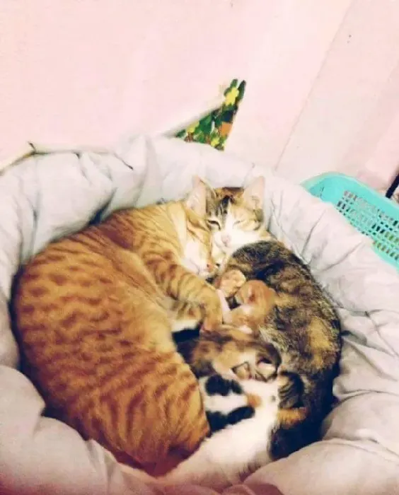 模范猫爸全程陪产还帮忙带小孩 超暖心 | 猫