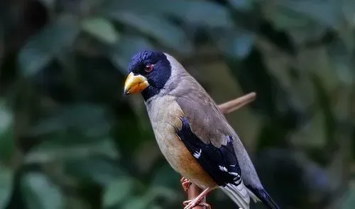 蜡嘴雀的饲养 蜡嘴雀冬天饲养的方法 | 蜡嘴雀