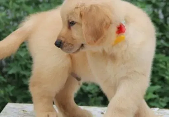 金毛|刚买的金毛犬流鼻涕，咳嗽这是感冒了吗 吃什么药
