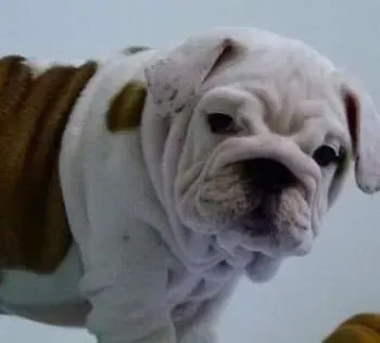 英国斗牛犬|怎么训练斗牛犬改掉乱咬的坏习惯