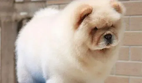 松狮犬|与爱车邂逅 让秋田犬爱上坐车出行