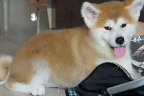 秋田犬|怎么治疗秋田犬耳道发炎