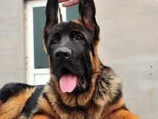 德国牧羊犬|德国牧羊犬上火了要怎样让它好起来