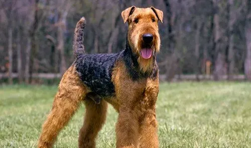 万能梗犬优缺点 万能梗忠诚友善容易兴奋 | 万能梗