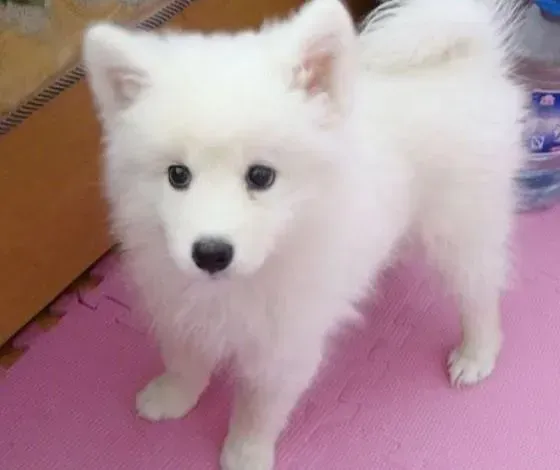 银狐犬|如何解决银狐犬拉稀带血的问题