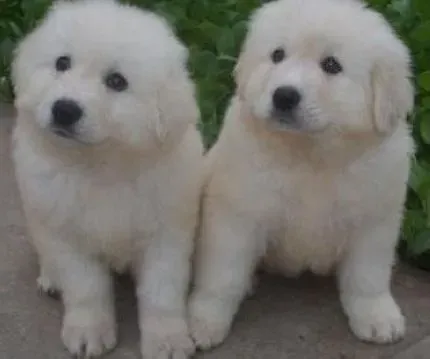 大白熊犬|大白熊犬拉稀了主人们可以用到的方法有哪些