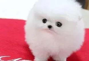 博美犬|天气炎热博美犬不喜欢吃狗粮怎么办是好