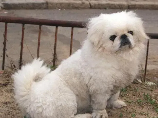 京巴狗|美容护理秘籍之京巴犬出现皮屑应如何处理