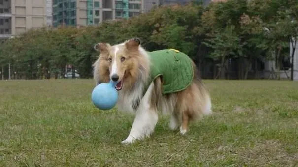 喜乐蒂|给喜乐蒂牧羊犬穿衣服好不好 穿衣服的好处与坏处