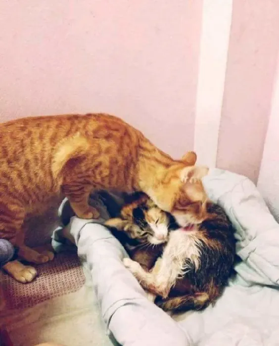 模范猫爸全程陪产还帮忙带小孩 超暖心 | 猫