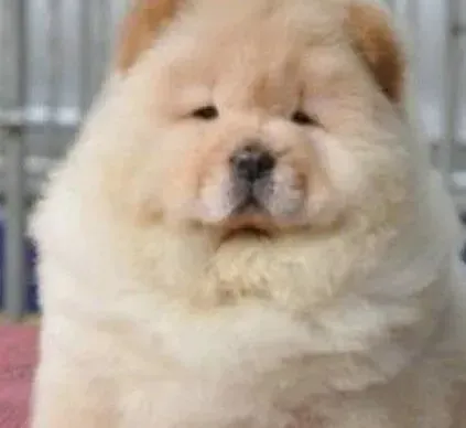 松狮犬|松狮犬身上出现很多螨虫全身红点怎么办