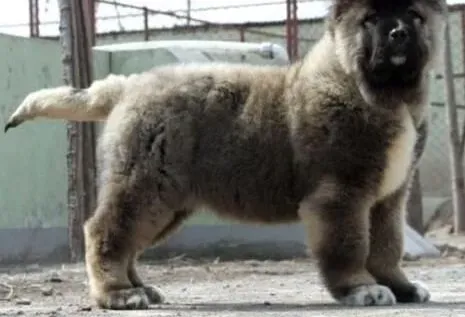 高加索犬|高加索犬初次到家时要注意饮食与疫苗