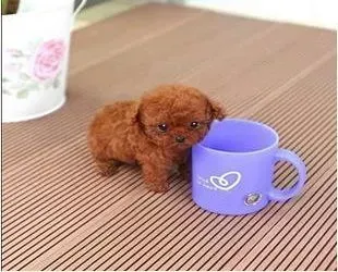 泰迪犬|食疗养护泰迪犬的毛发健康效果好