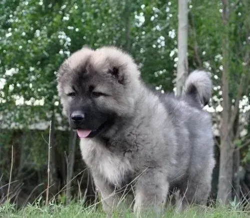 高加索犬|高加索犬吐黄白色的粘液怎么办