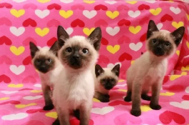 暹罗猫能长多少斤 如何让暹罗猫有合理的体重 | 暹罗猫